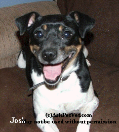� AskPetVet.com This photo may not be used without permission